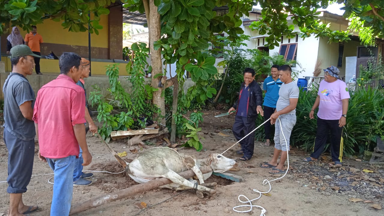 qurban1